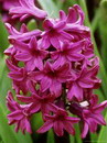 Hyacinthus Orientalis